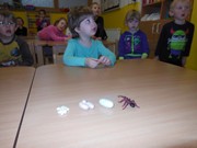 Workshop o životě mravenců